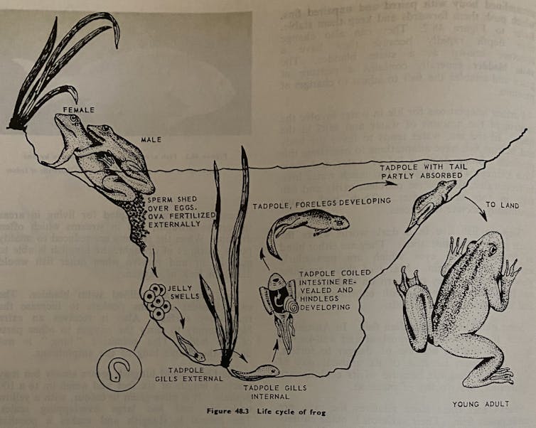 Frog life cycle illustration