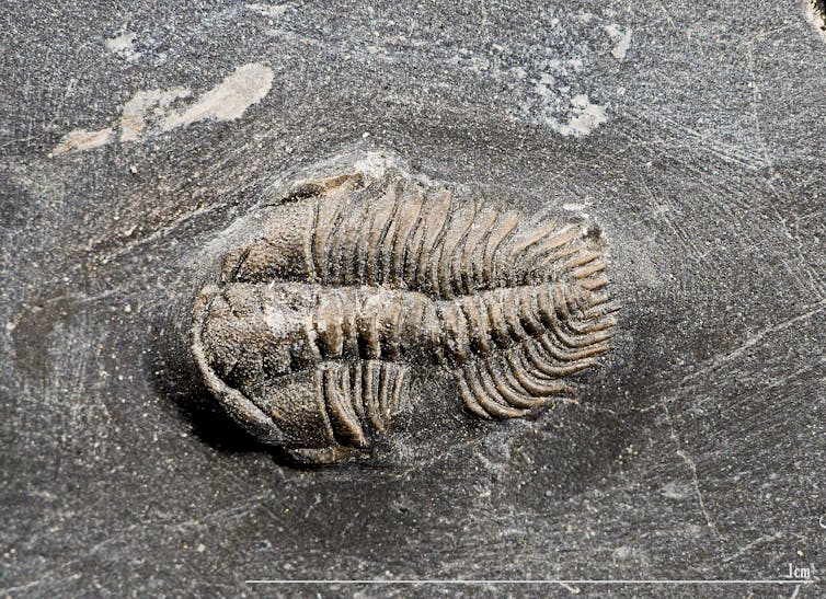 Trilobite fossil