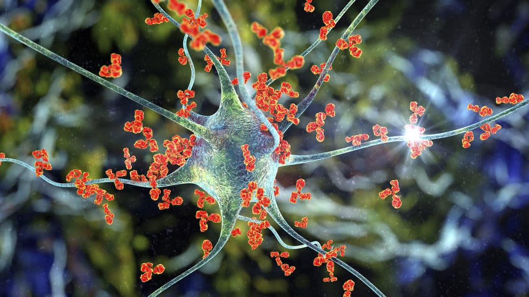 Antibodies attacking neuron.